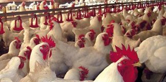 Grippe aviaire – Le Mexique suspend à son tour ses importations de poulet brésilien