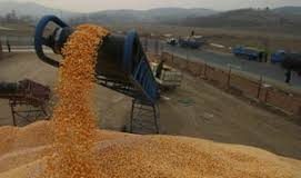 Oum El Bouaghi – Une production céréalière de plus de 2,2 millions de quintaux attendue pour la campagne 2024-2025