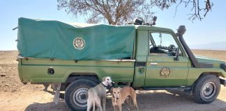 Conservation des forêts d’Oran – Des contrevenants à la chasse interceptés et sanctionnés