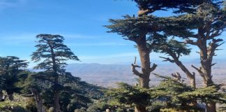 Bordj Bou Arreridj – Réouverture de la forêt de Boumergued après réhabilitation