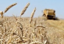 Guelma – Sensibilisation des céréaliculteurs à l’obligation de livrer leur récolte à la CCLS