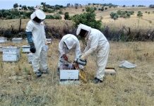 El Tarf – Un millier d’apiculteurs formés aux techniques modernes