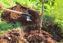 Pour la plantation de 1 310 arbres  – La Conservation des forêts et la CAAR signent une convention