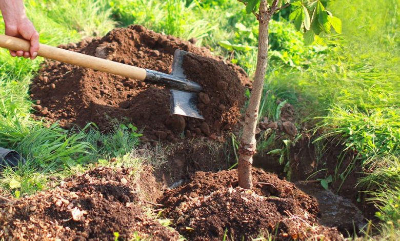 03 - Pour la plantation de 1 310 arbres