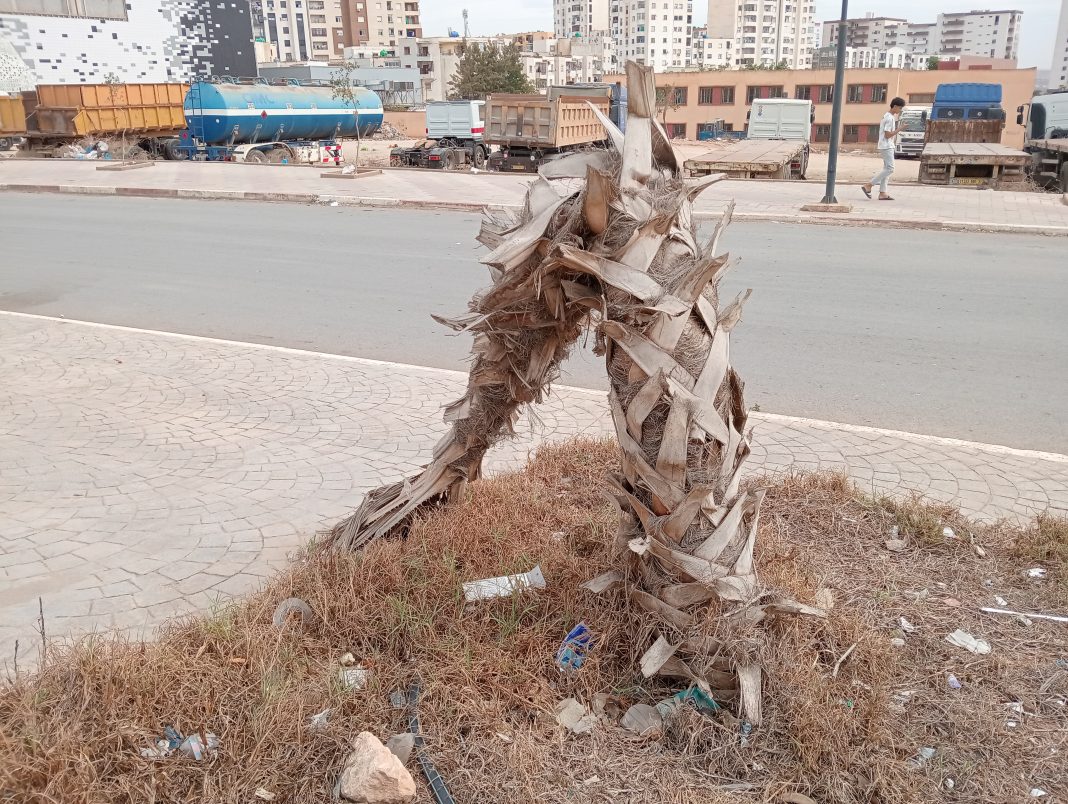 04 - Un expert appelle pour des arbres mieux adaptés au climat