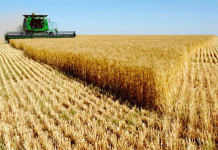 Relizane – Plus de 95.000 hectares ciblés pour la campagne de labours-semailles 2025-2026