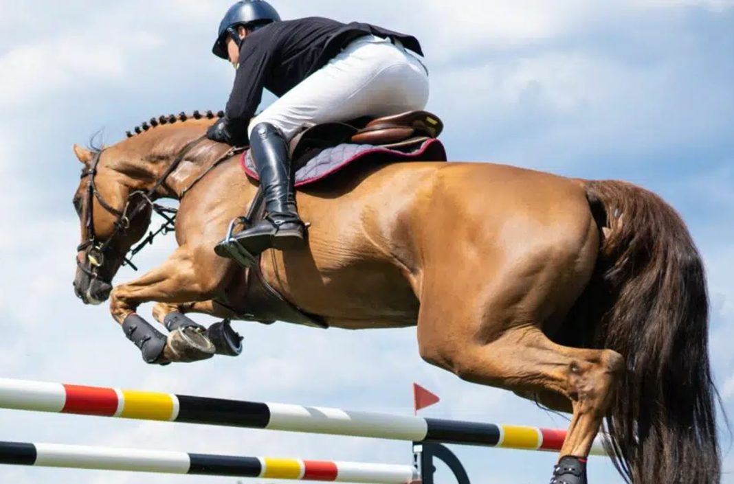 12-EQUITATION COUPE D'ALGERIE D'ENDURANCE