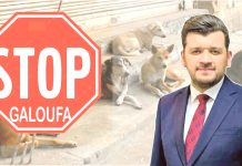 Ministère de l’agriculture – Yacine Walid met fin à l’abattage cruel des chiens et chats errants