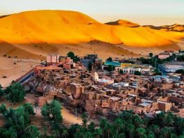 Béchar – Distribution de 10 000 arbres fruitiers pour revitaliser l’arboriculture