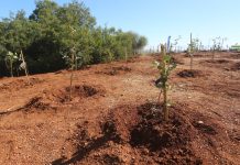 Bejaia – Campagne de reboisement 2025/2026 : Objectif de 316 hectares plantés