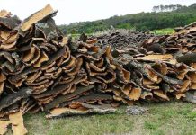 El Tarf – La récolte de liège atteint 4 458 quintaux en 2025