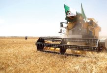 Relizane   –  Plus de 63.000 quintaux de semences mobilisés pour la campagne agricole 2025-2026