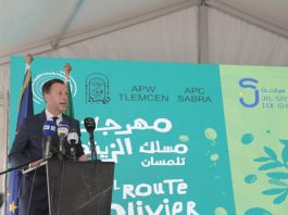 Tlemcen – Un festival inédit pour valoriser la Route de l’Olivier et le patrimoine oléicole
