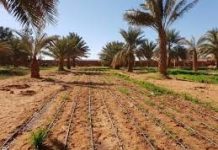 Touggourt – Plus de 1 500 hectares dédiés à la céréaliculture pour la saison 2025/2026
