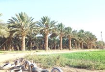 Biskra – Remise officielle de 179 actes de propriété de terres agricoles