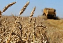 Ouargla – Plus de 11 400 hectares dédiés à la céréaliculture pour la saison 2025-2026