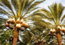Tindouf – Vers une récolte record de 16 000 quintaux de dattes cette saison