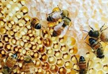 Ghardaïa – Une région à fort potentiel apicole en quête de modernisation