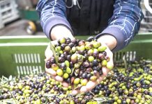Relizane – Prévision d’une récolte record de plus de 367.000 quintaux d’olives en 2025-2026