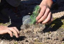 Aïn Témouchent – Lancement d’un ambitieux programme de plantation de 90.000 oliviers