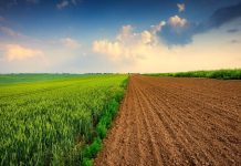 MASCARA – L’opérations d’assainissement du foncier agricole se poursuit