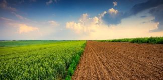 MASCARA – L’opérations d’assainissement du foncier agricole se poursuit