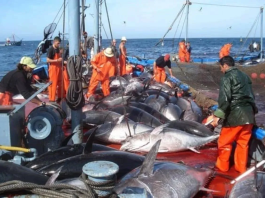 Aïn Temouchent -13 nouveaux bateaux de pêche mis en service pour booster la filière
