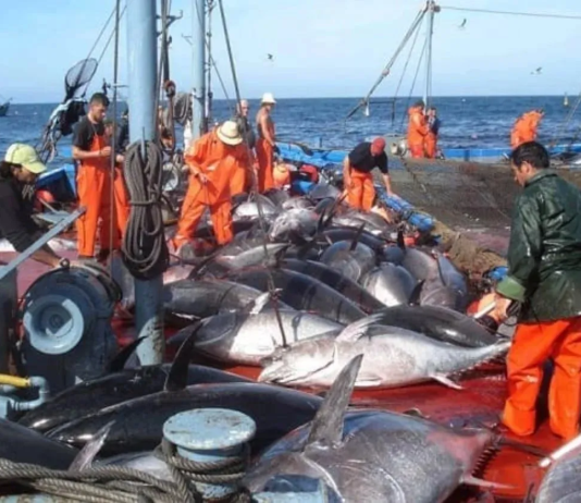 Aïn Temouchent -13 nouveaux bateaux de pêche mis en service pour booster la filière