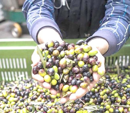 Mascara – 20641 hectares d’oliviers et 482066 quintaux attendus