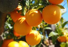 MASCARA – 512 800 quintaux d’agrumes attendus cette saison