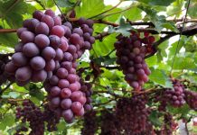 Mascara – Production fruitière en nette hausse