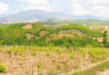 Tlemcen-Plus de 900 arbres plantés pour restaurer la forêt de Sidi M’hamed El Ouassini à Maghnia