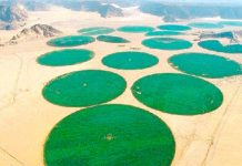 El-Oued -Une centaine d’exposants au 9e Salon de l’agriculture saharienne “AgroSouf-2025”