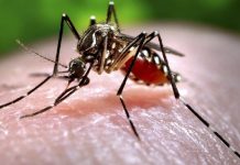 Cuba – Une trentaine de personnes décédées du chikungunya et de la dengue