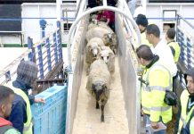 La décision a été prise par le Président Tebboune-Vers l’importation d’un million de moutons pour l’Aïd El-Adha 2026