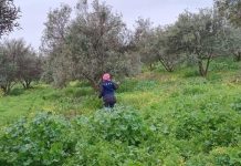 Filières céréalières – Des mesures renforcées pour protéger les cultures