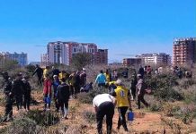 Initiative verte et élan associatif – 500 arbustes mis en terre à la forêt de Canastel