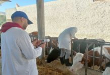 Relizane – Plus de 21 000 doses de vaccin contre la fièvre aphteuse pour protéger le cheptel bovin