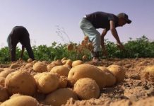 Relizane – Plus de 131 000 quintaux de pommes de terre attendus pour la saison 2025-2026