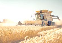 Tiaret – Caravane de sensibilisation pour protéger les récoltes céréalières contre maladies et ravageurs