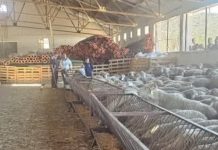 Tlemcen – Six points de vente retenus pour 13 000 moutons importés avant l’Aïd El Adha