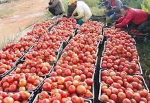 Filière tomate – Des mesures pour stabiliser les prix