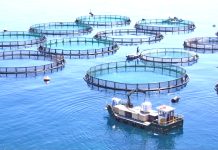 Aquaculture – L’Algérie devrait doubler sa production cette année