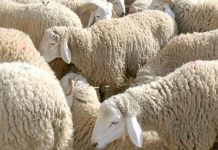 Action solidaire et ambitions de développement pour 2026 – Les SMA préparent la distribution de 200 moutons de l’Aïd et visent 5 000 adhérents