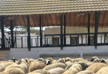 Aïd El Adha à Oran – Début de la vente des moutons importés dans un dispositif encadré