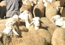 Organisation du marché de l’Aïd – Ouverture de 16 points de vente et premiers signes de détente des prix des moutons