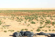 Béchar – L’agriculture et le patronat s’unissent pour booster l’investissement