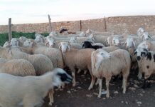 Ghazaouet – 85 moutons distribués aux familles nécessiteuses pour l’Aïd al-Adha