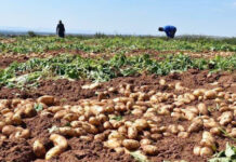 Mostaganem – Une production de plus de 2,5 millions de qx de pommes de terre de saison réalisées