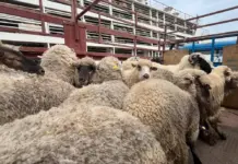 Mostaganem – Plus de 36 000 moutons arrivent en provenance de Roumanie et d’Espagne